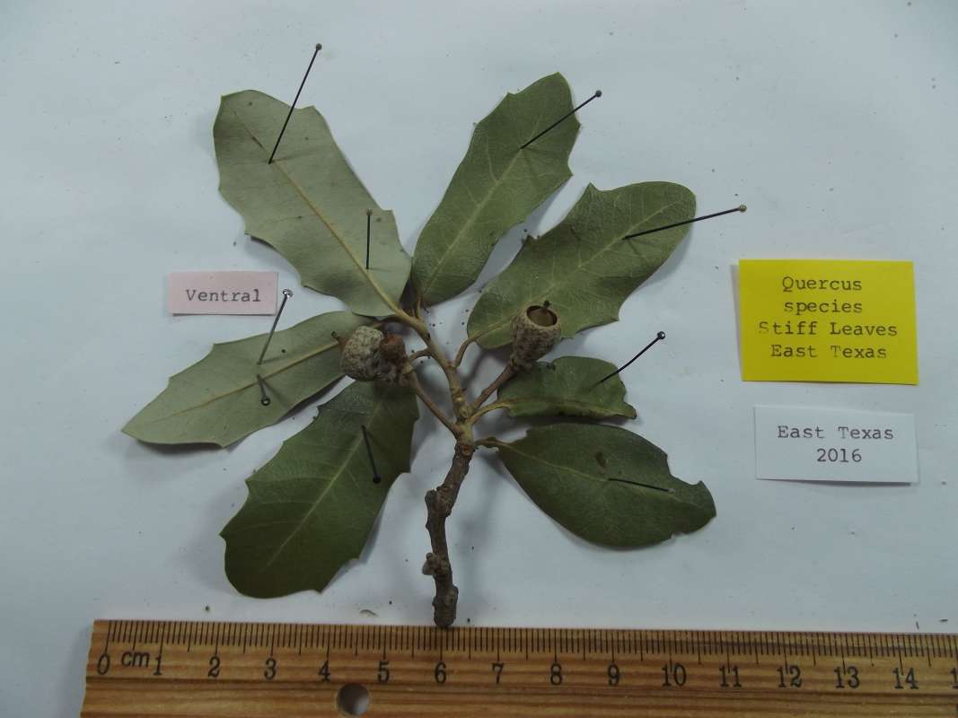 Twig and 7 Leaves<br>(Origin of the Specimen: East Texas.2017)