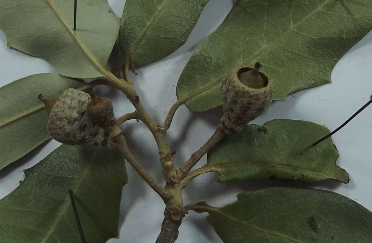 Young Acorns and Twig<br>(Origin of the Specimen: East Texas.2017)