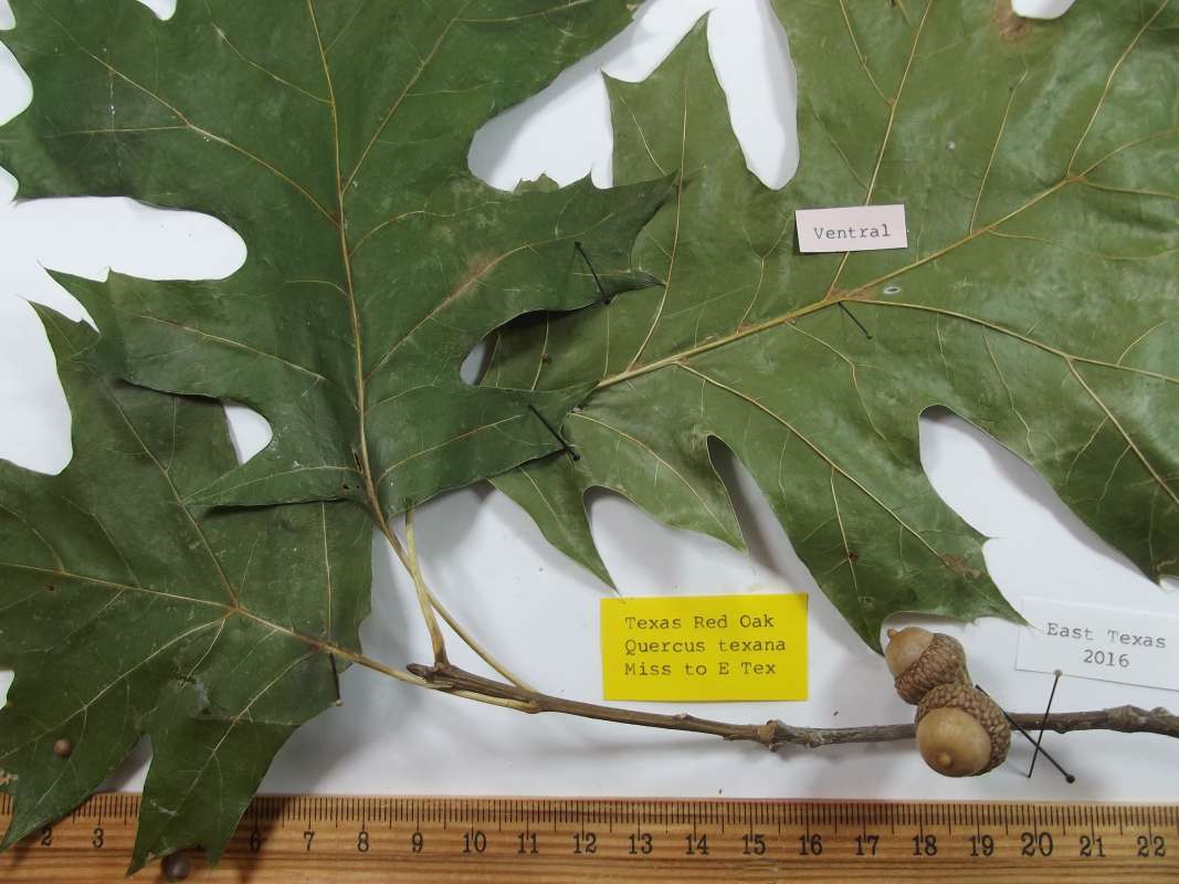 Twig, Acorns, Leaf Close View<br>(Origin of the Specimen: East Texas, 2016)
