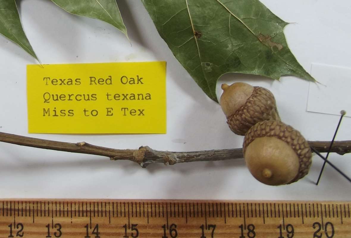 Acorns Close View<br>(Origin of the Specimen: East Texas, 2016)