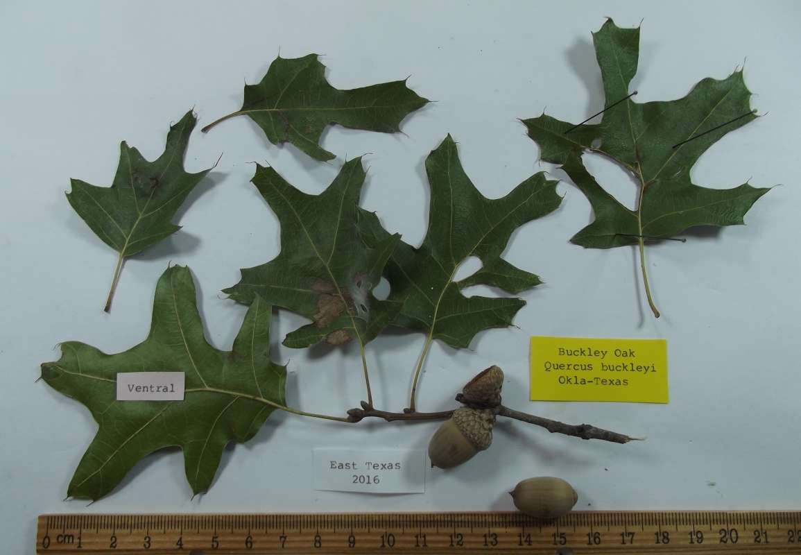 Second Specimen, 6 Leaves and Twig<br>(Origin of the Specimen: East Texas, 2016)