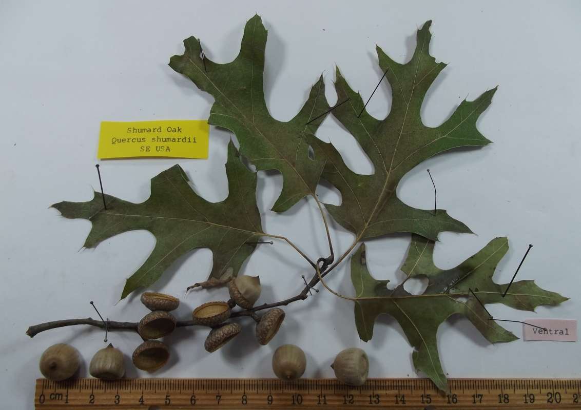Four Leaves and Twig<br>(Origin of the Specimen: East Texas, 2016)