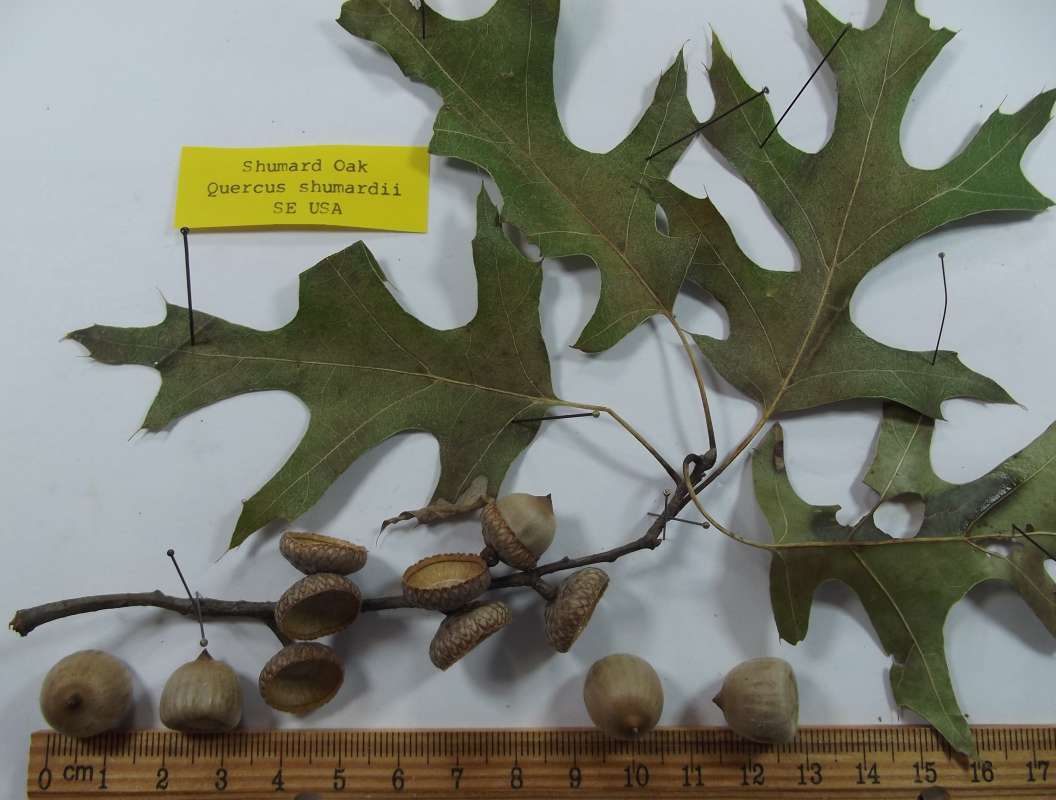 Close View of Leaf and Twig<br>(Origin of the Specimen: East Texas, 2016)