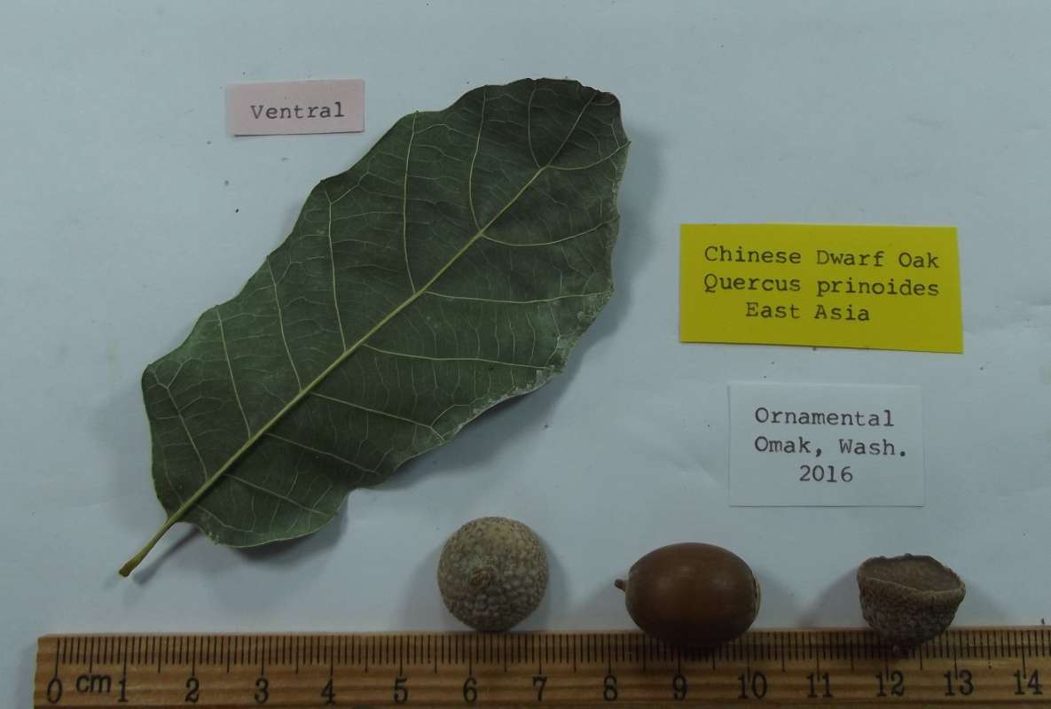 Leaf - Vetnral View<br>(Origin of the Specimen: Omak, Washington, 2016)