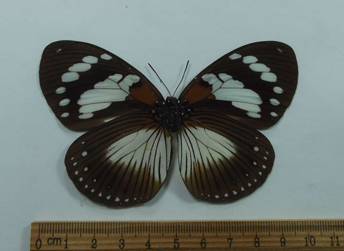 Female - Ventral View<br>(Origin of the Specimen: Bangui, RCA)