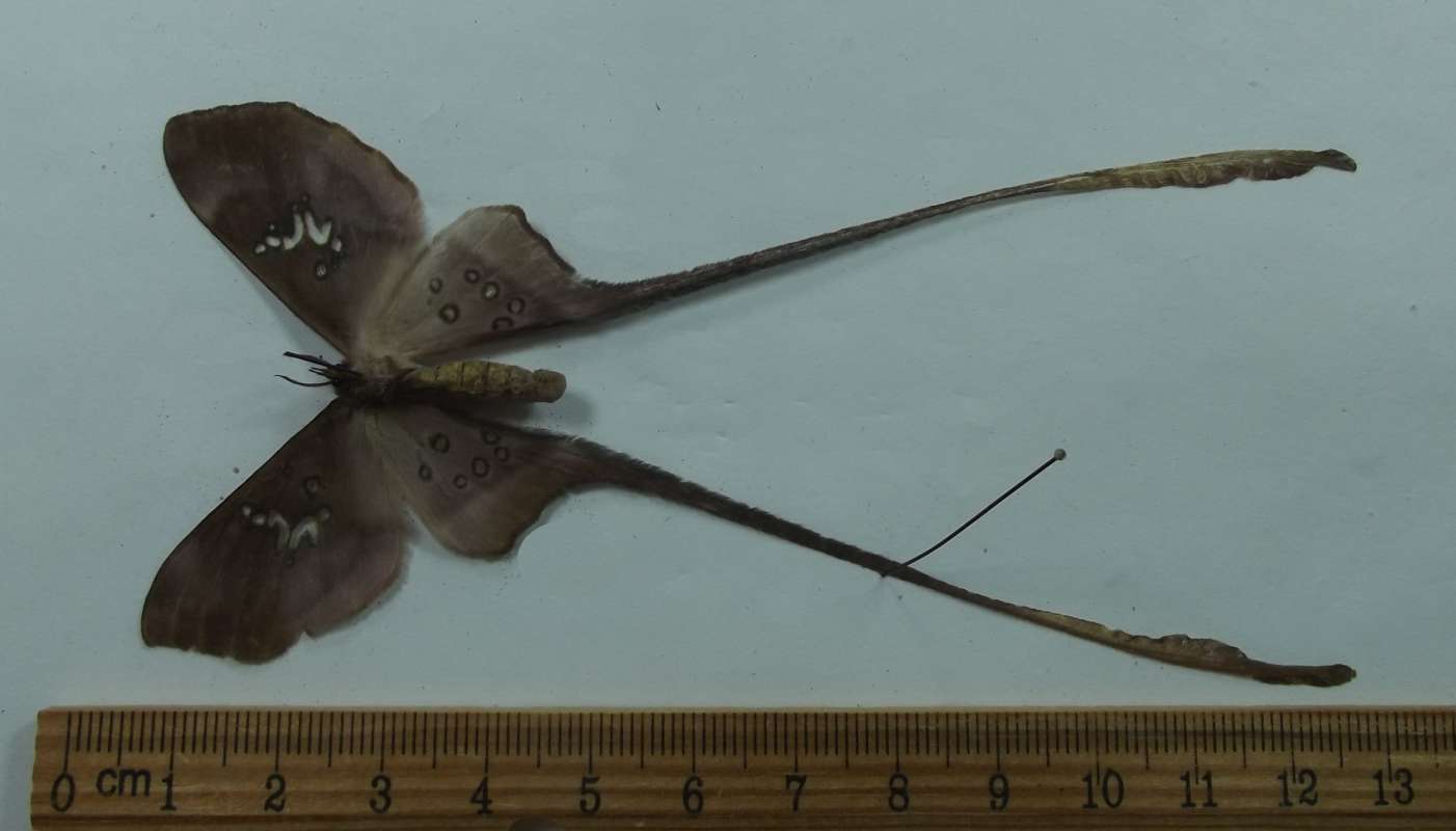 Female - Ventral View<br>(Origin of the Specimen: Togo, West Africa, May 1997)