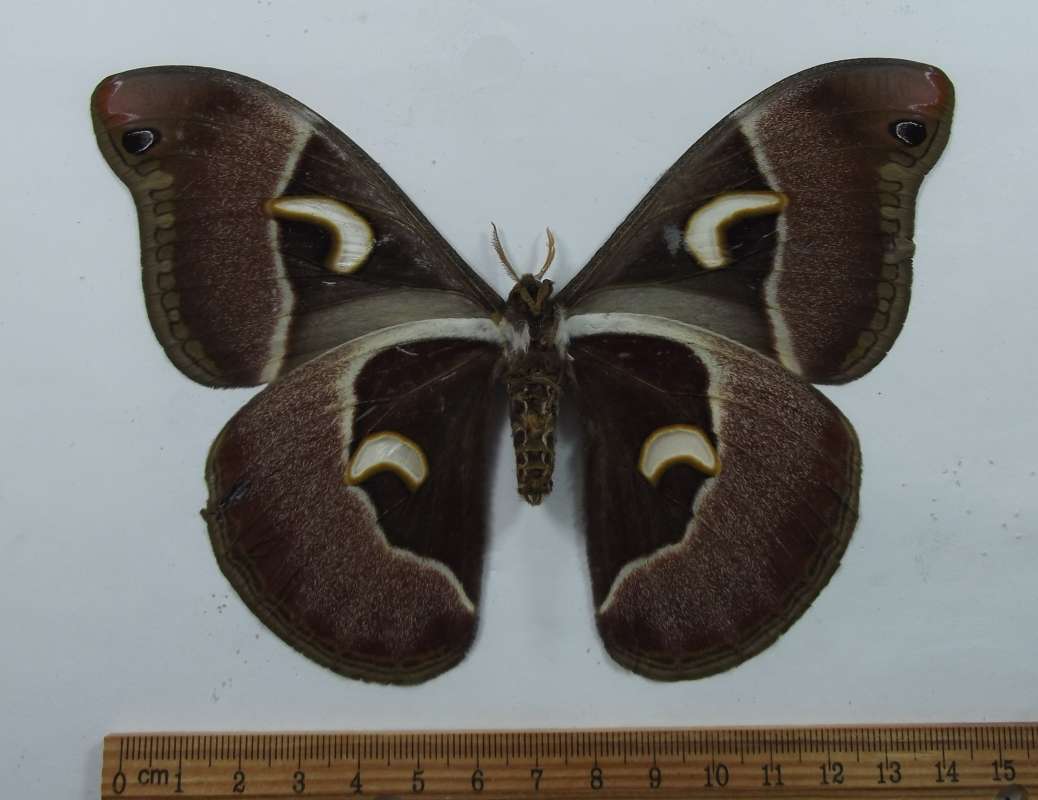 Female - Ventral View<br>(Origin of the Specimen: Tanzania, April 1991)