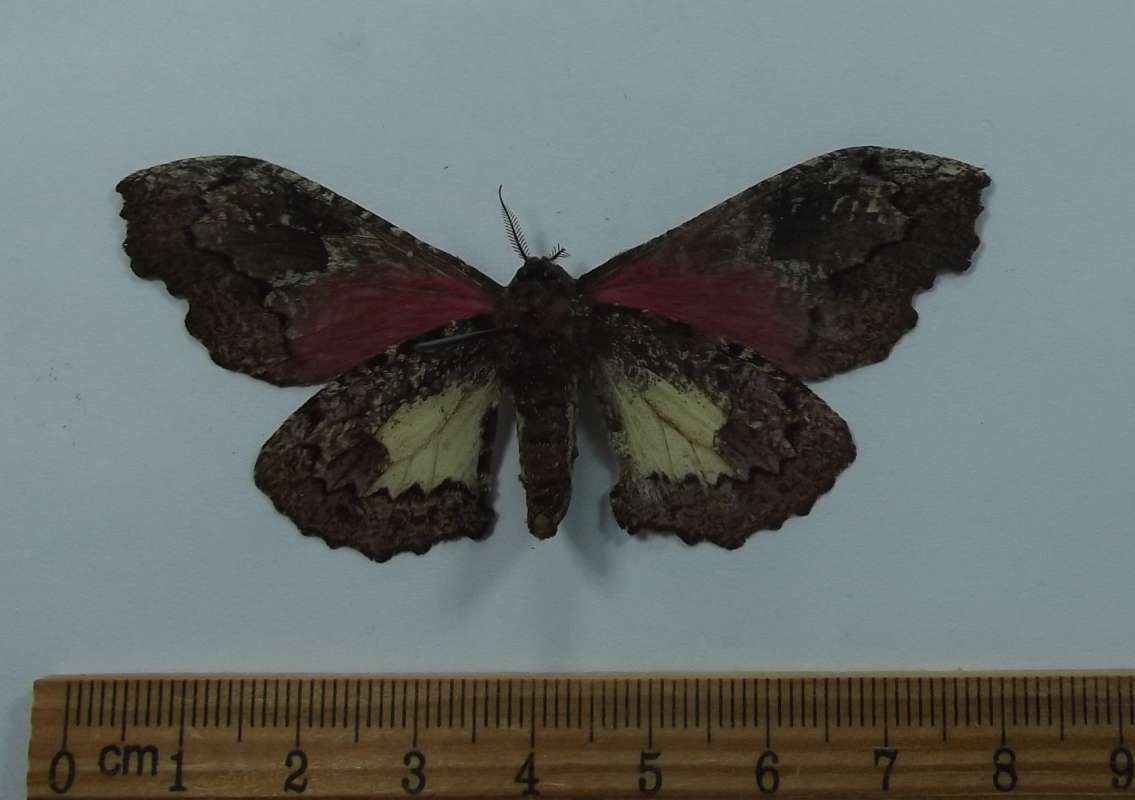 Female - Ventral View<br>(Origin of the Specimen: Uganda, March 1977)