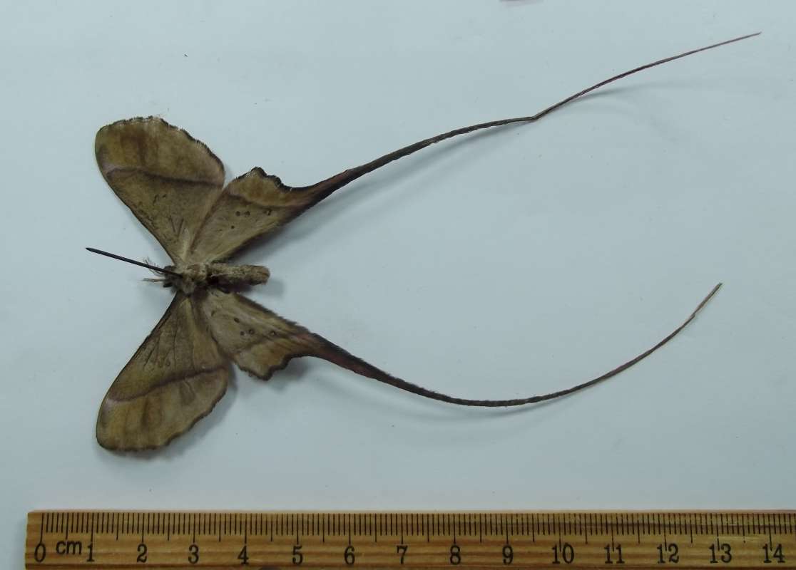 Female - Ventral View<br>(Origin of the Specimen: Togo, West Africa, May 1997)