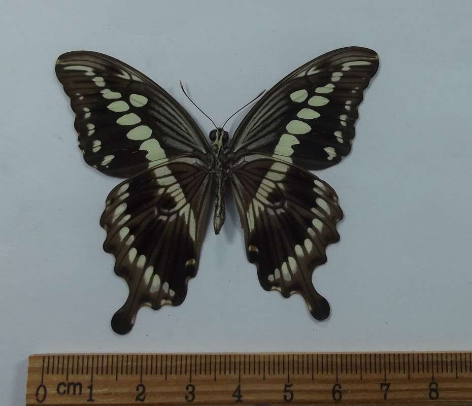 Male - Ventral View<br>(Origin of the Specimen: Uganda, Feb. 23, 1998)