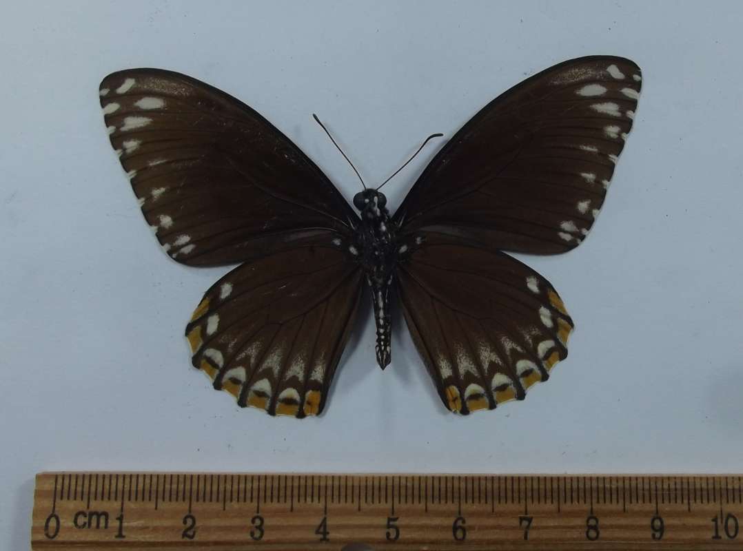 Male - Ventral View<br>(Origin of the Specimen: Burma, July 1989)