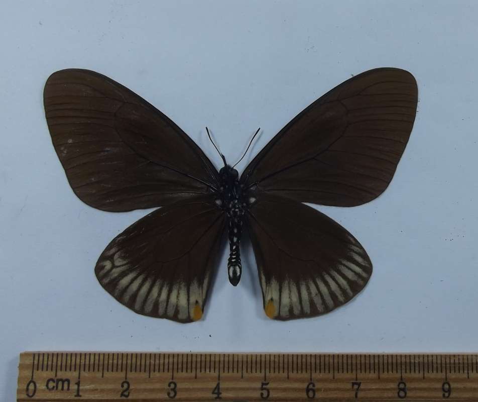 Male - Ventral View<br>(Origin of the Specimen: Burma, June 1989)