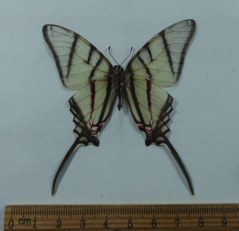 Female - Ventral View<br>(Origin of the Specimen: El Arco, Baja, May 1998)