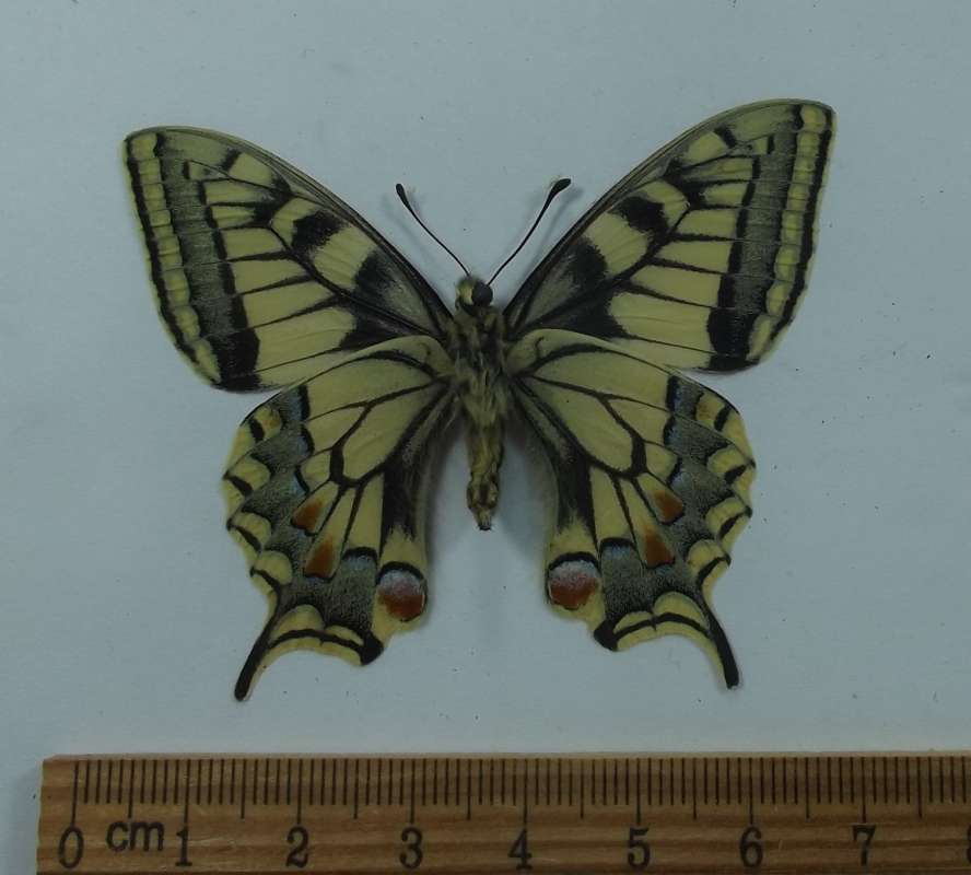 Female - Ventral View<br>(Origin of the Specimen: England 1956)