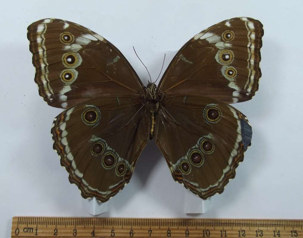 Female - Ventral View<br>(Origin of the Specimen: Gigantae, Huila, Colom. Circa 1980)