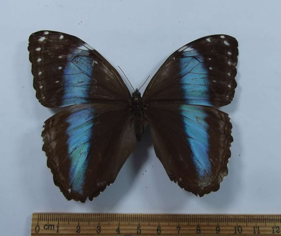 Female - Dorsal View<br>(Origin of the Specimen: Putumayo, Colombia, Circa 1980)