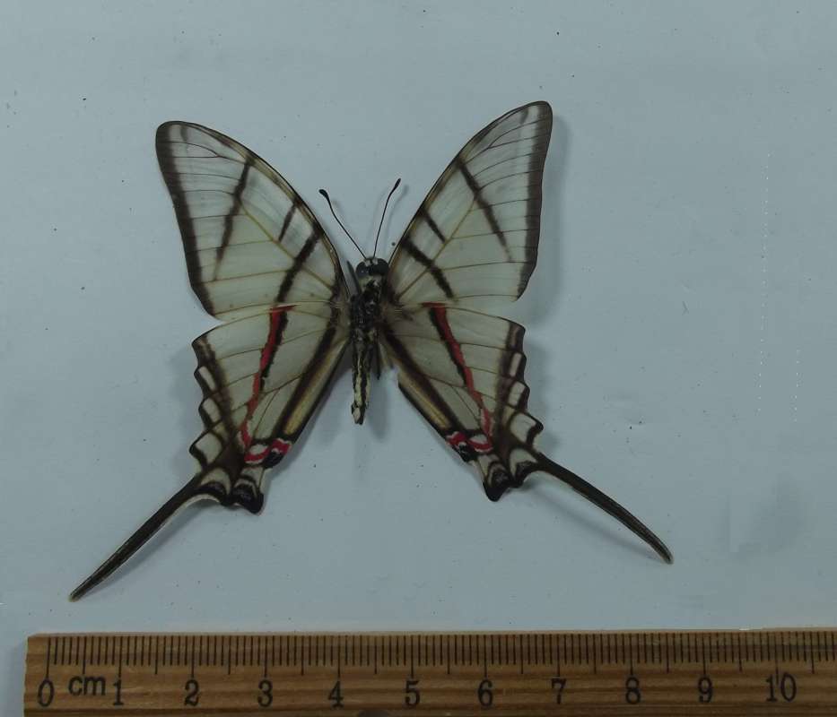 Male - Ventral View<br>(Origin of the Specimen: El Arco, Baja, May 1998)