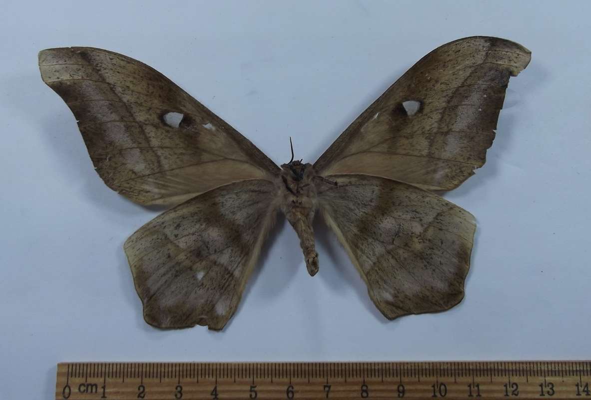 Female - Ventral View<br>(Origin of the Specimen: Cameroon, SW Africa)