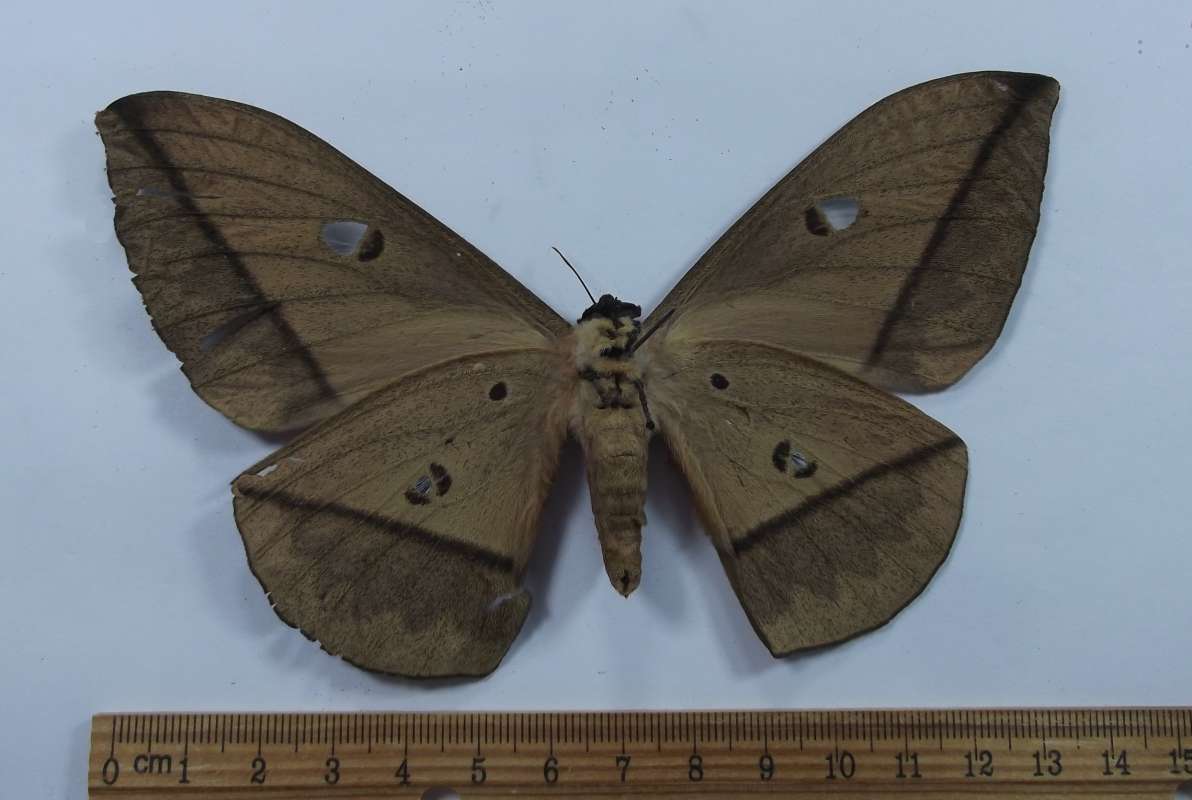 Female - Ventral<br>(Origin of the Specimen: Cameroon, SW Africa)