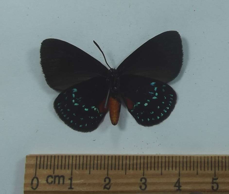 Male - Ventral View<br>(Origin of the Specimen: Del Ray Beach, Florida, USA)