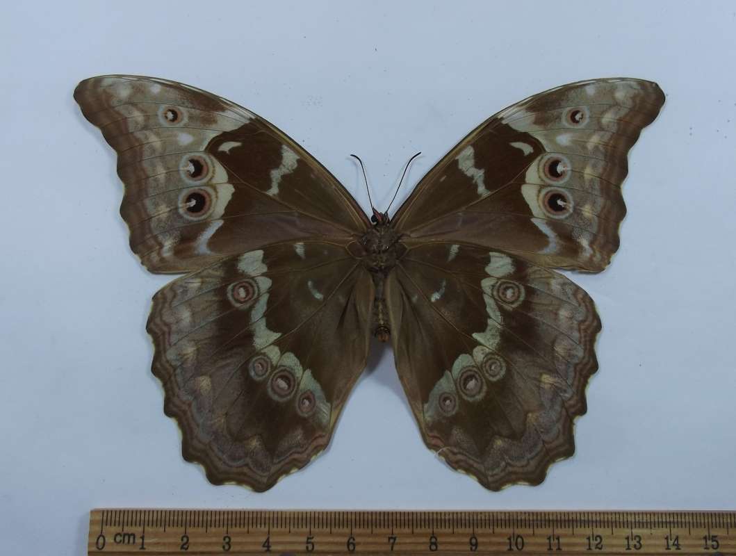 Female - Ventral View<br>(Origin of the Specimen: Esmeraldes, Ecuador, July 1975)
