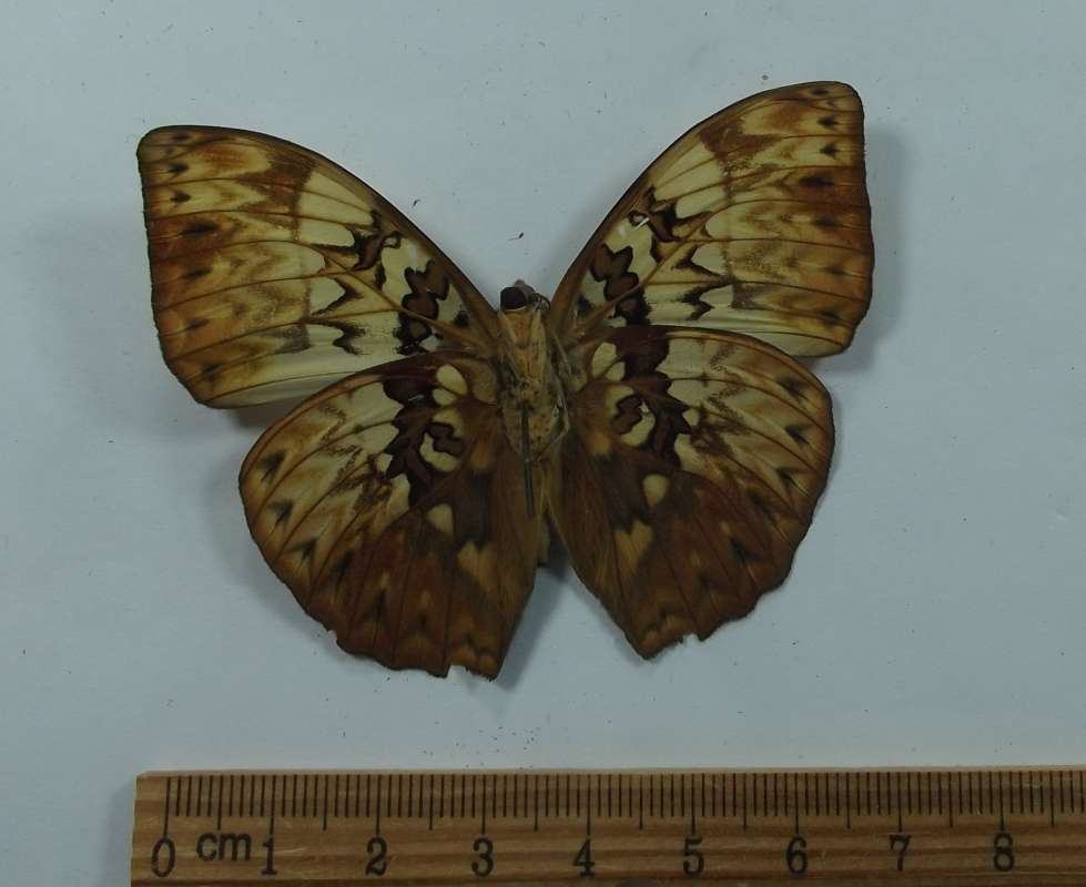 Male - Ventral View<br>(Origin of the Specimen: Cameroon, SW Africa)
