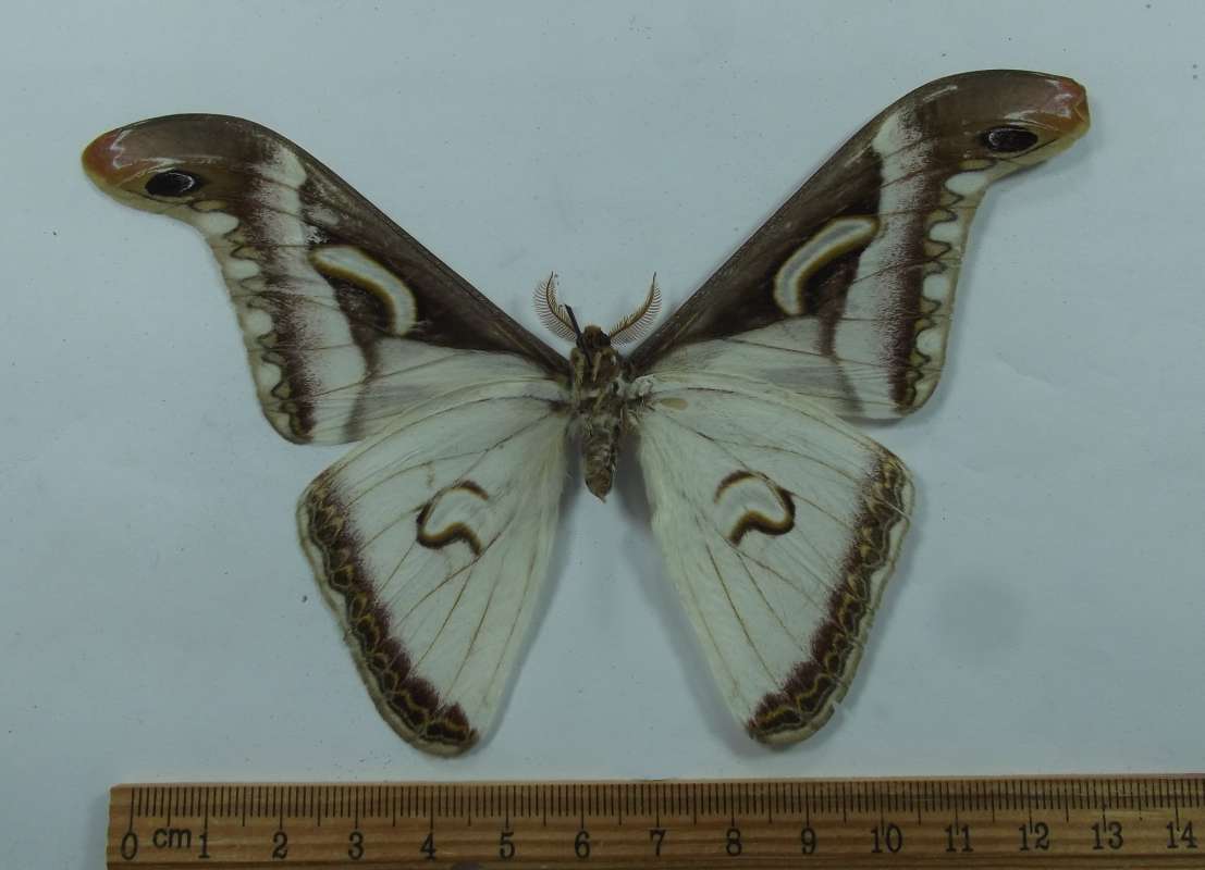 Male - Ventral<br>(Origin of the Specimen: Cameroon, July 2001)