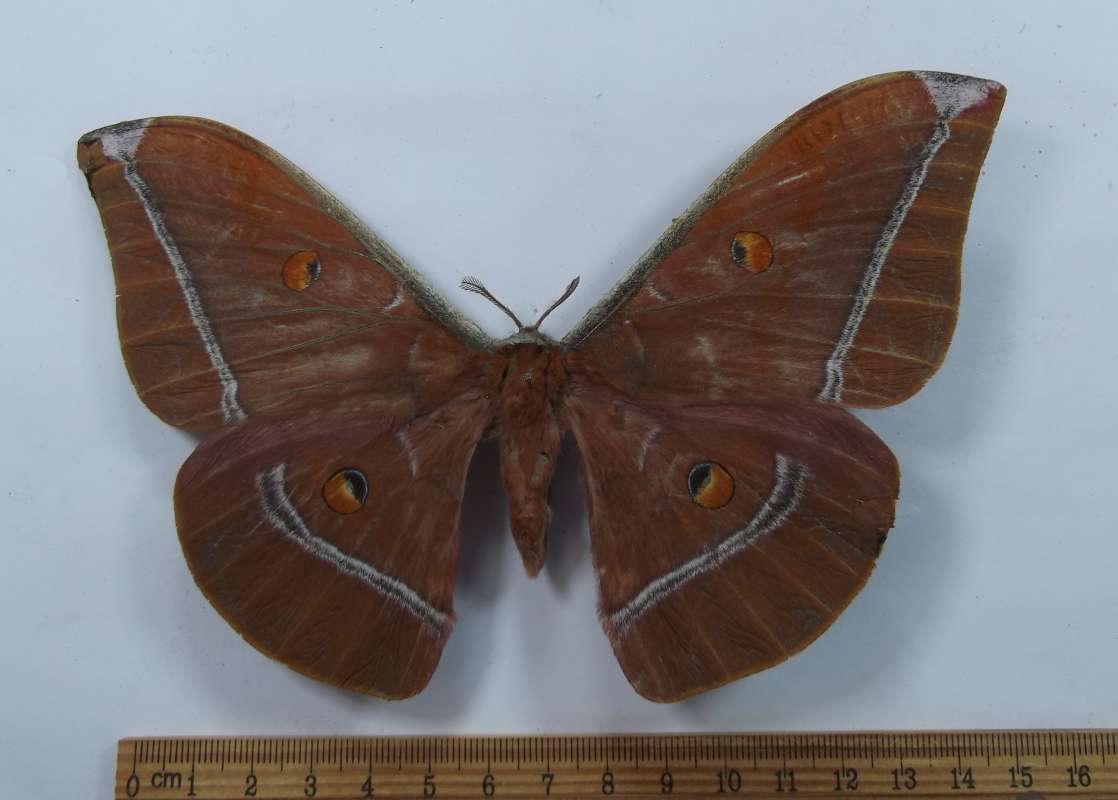 Female - Dorsal View<br>(Origin of the Specimen: Mindano, May 1992)