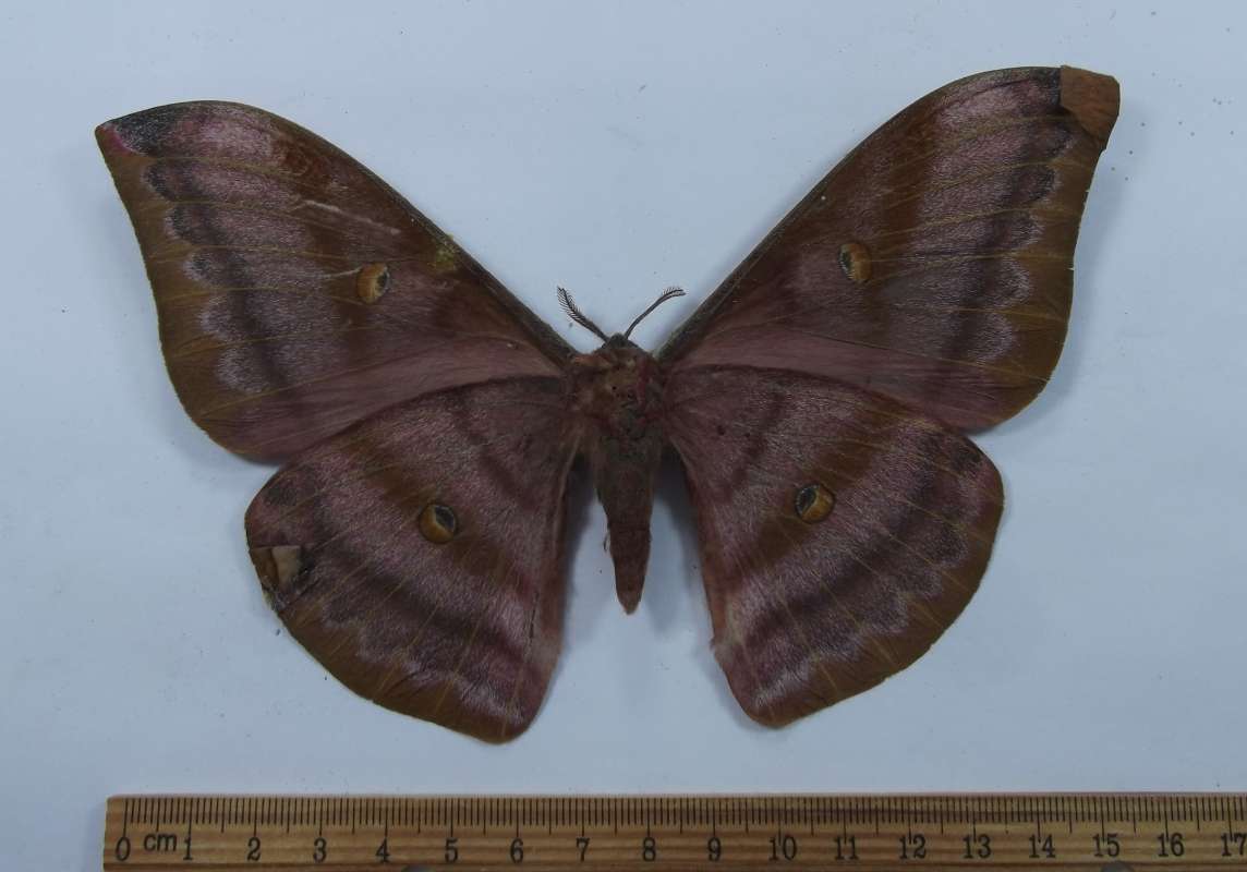 Female - Ventral View<br>(Origin of the Specimen: Mindano, May 1992)