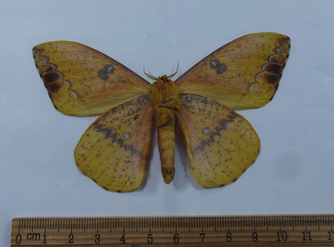 Male - Ventral View<br>(Origin of the Specimen: San Martin, Peru, July 1989)