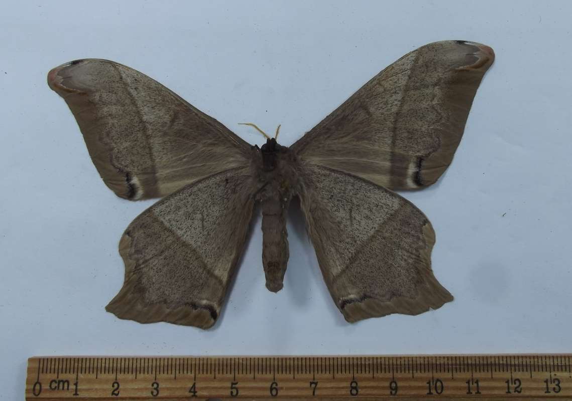 Male - Ventral View<br>(Origin of the Specimen: Guyana, July 1988)