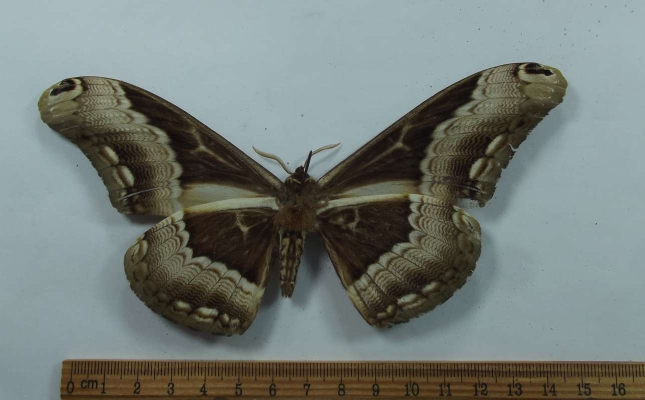 Male - Vetnral View<br>(Origin of the Specimen: Cameroon, SW Africa)