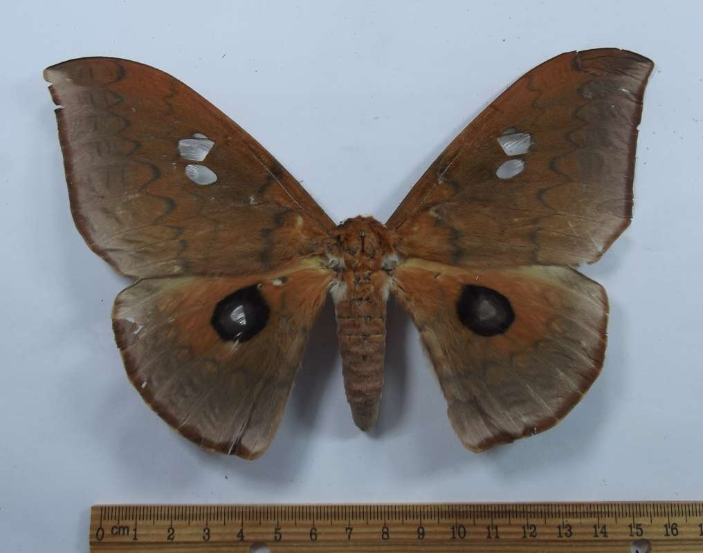 Female - Dorsal View<br>(Origin of the Specimen: Cameroon, SW Africa)
