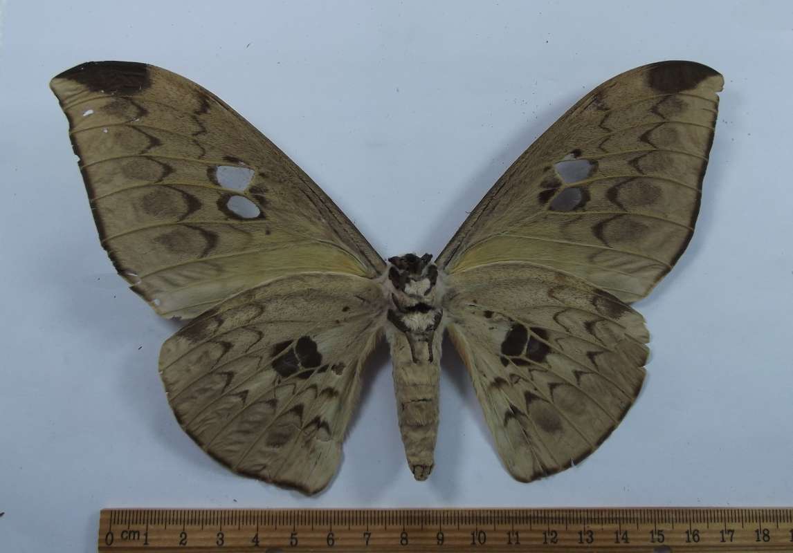 Female - Ventral View<br>(Origin of the Specimen: Cameroon, SW Africa)