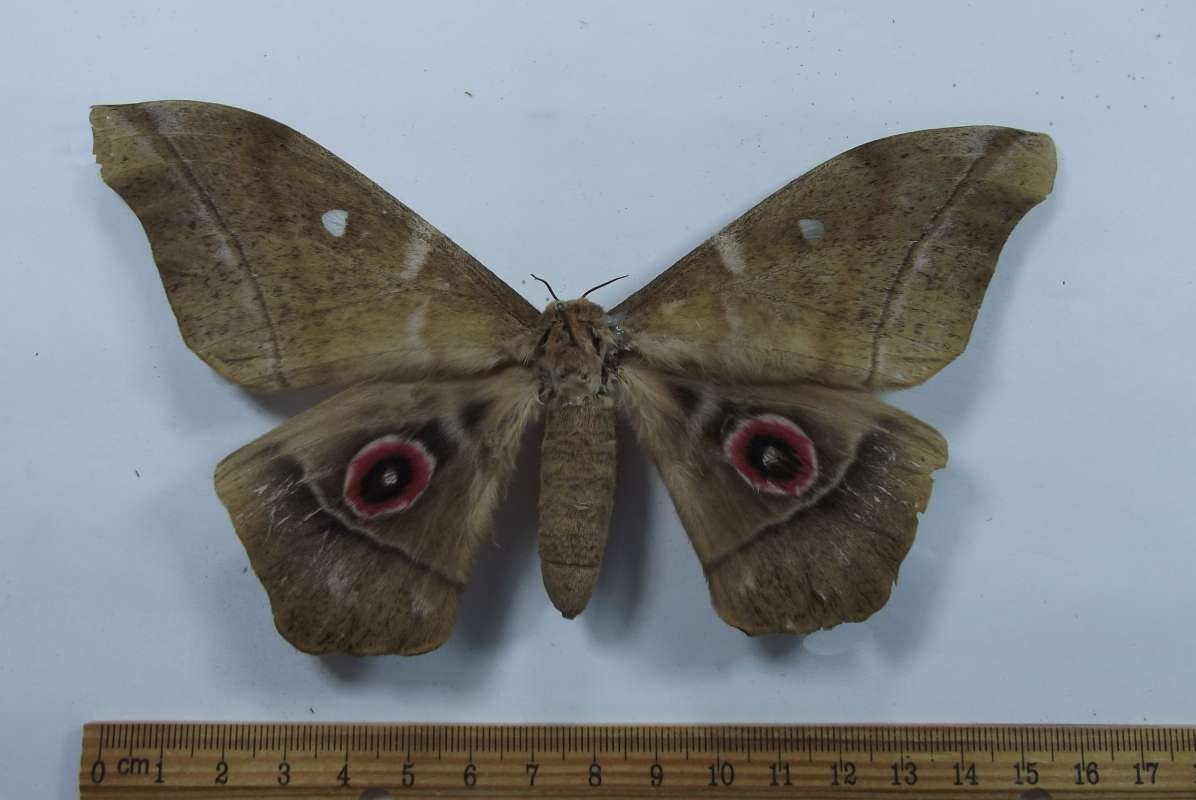 Female - Dorsal View<br>(Origin of the Specimen: Cameroon, SW Africa)