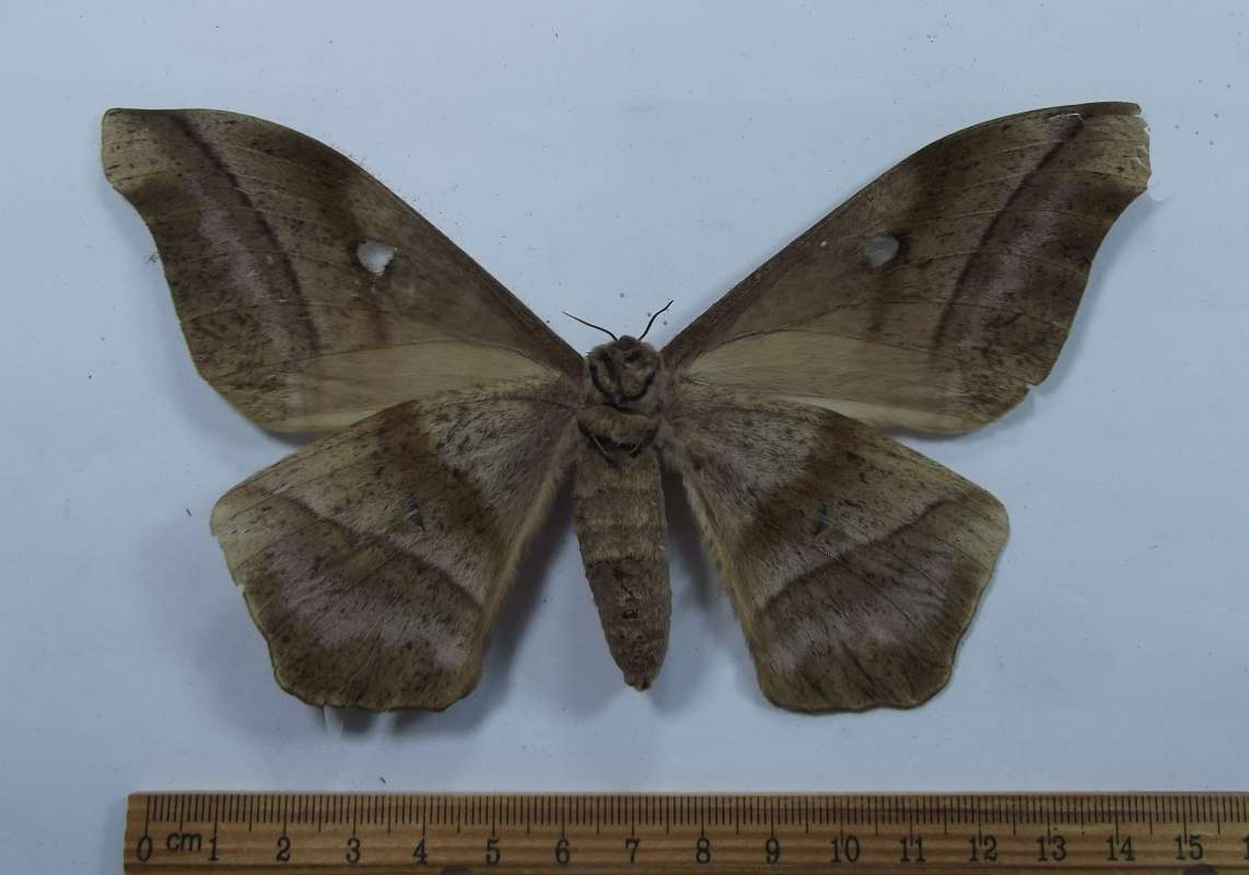 Fermale - Ventral View<br>(Origin of the Specimen: Cameroon, SW Africa)
