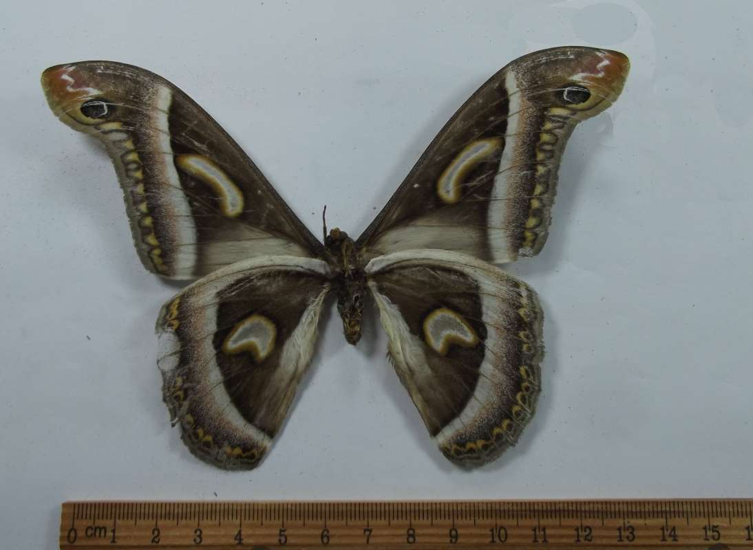 Male - Ventral View<br>(Origin of the Specimen: Cameroon, SW Africa)