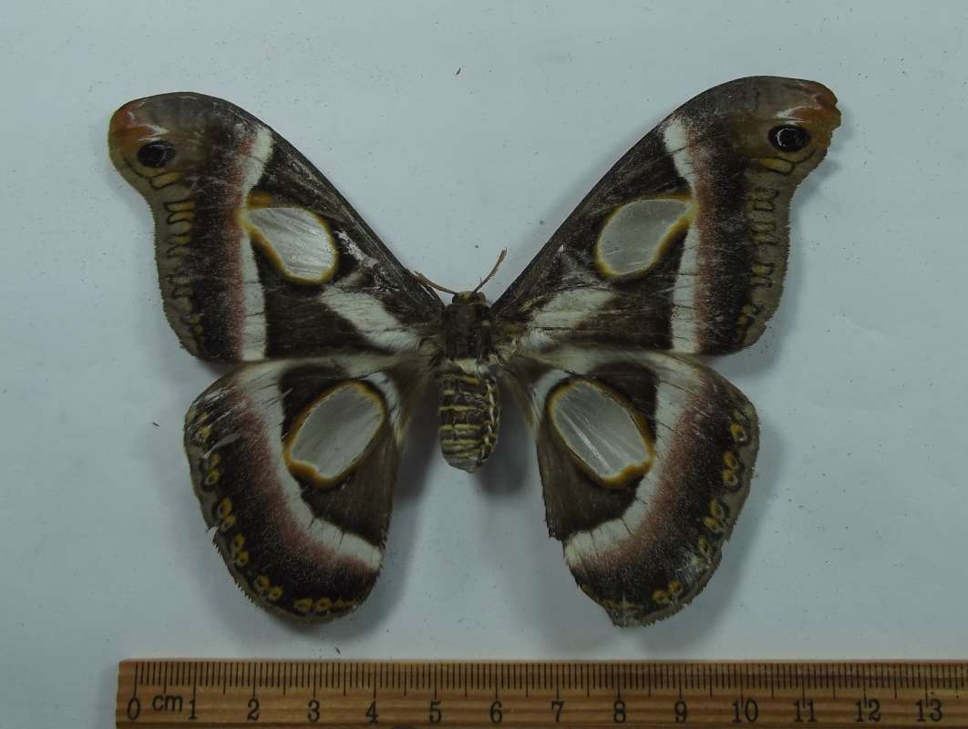 Female -Dorsal View<br>(Origin of the Specimen: Cameroon, SW Africa)