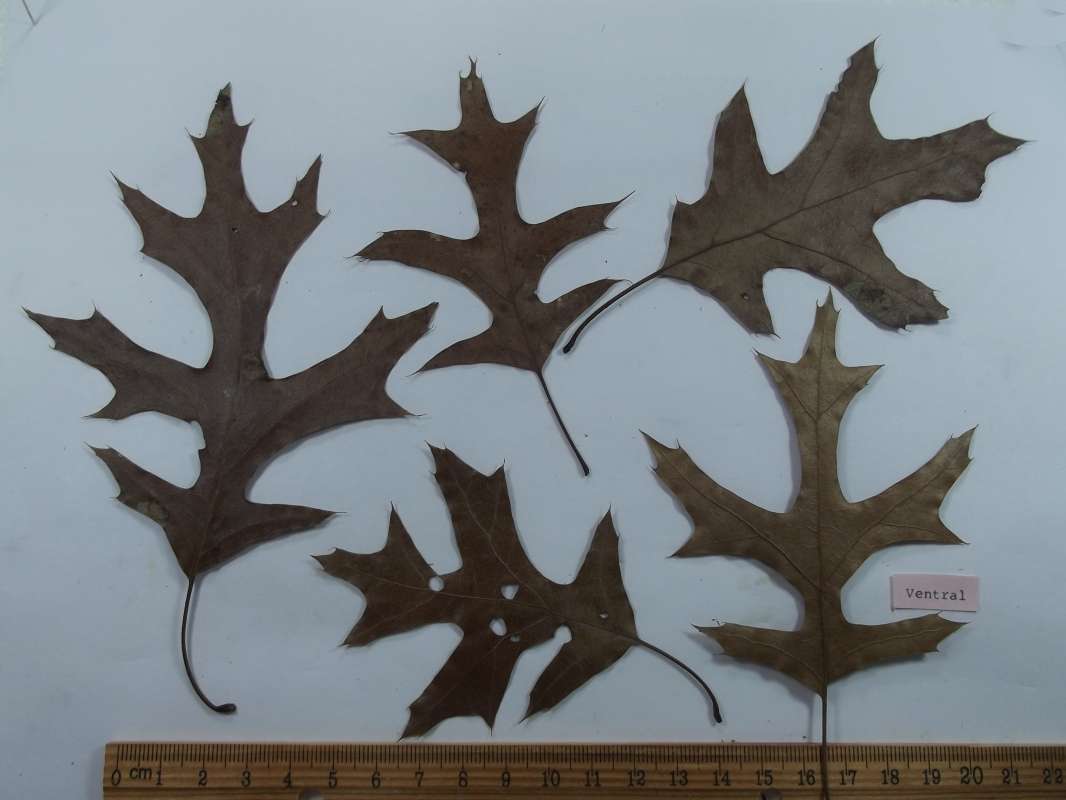 Fall Leaves, 4 Dorsal, 1 Ventral<br>(Origin of the Specimen: Ar. Spur, On Ground, Feb. 28, 2017)