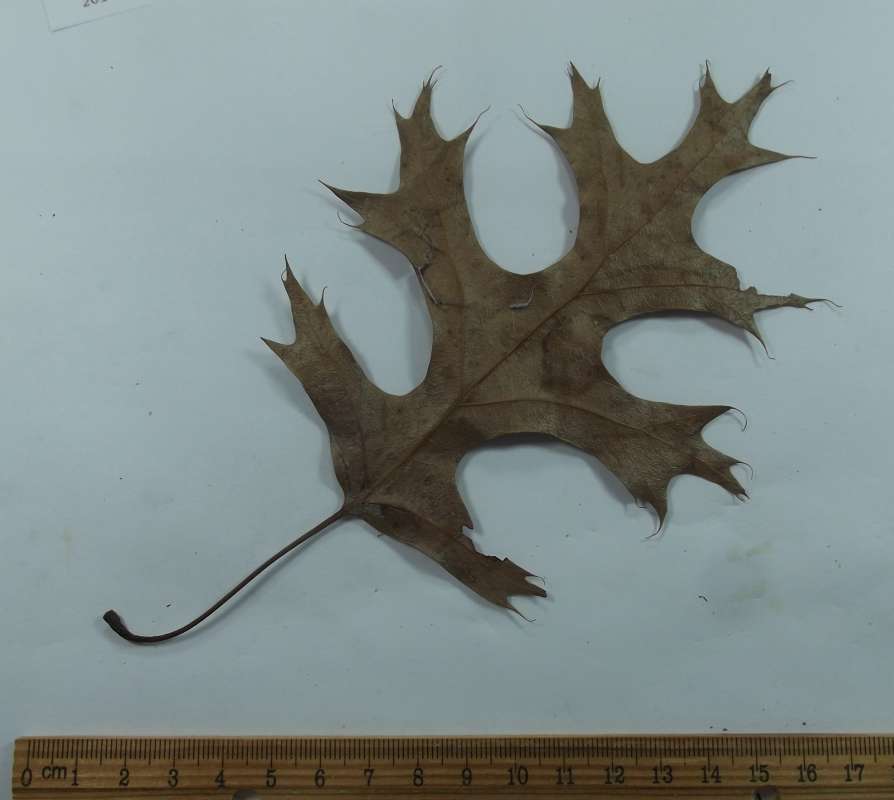 Fall Leaf, on Ground<br>(Origin of the Specimen: Ar. Spur, McHenry, Il. Feb. 28, 201)