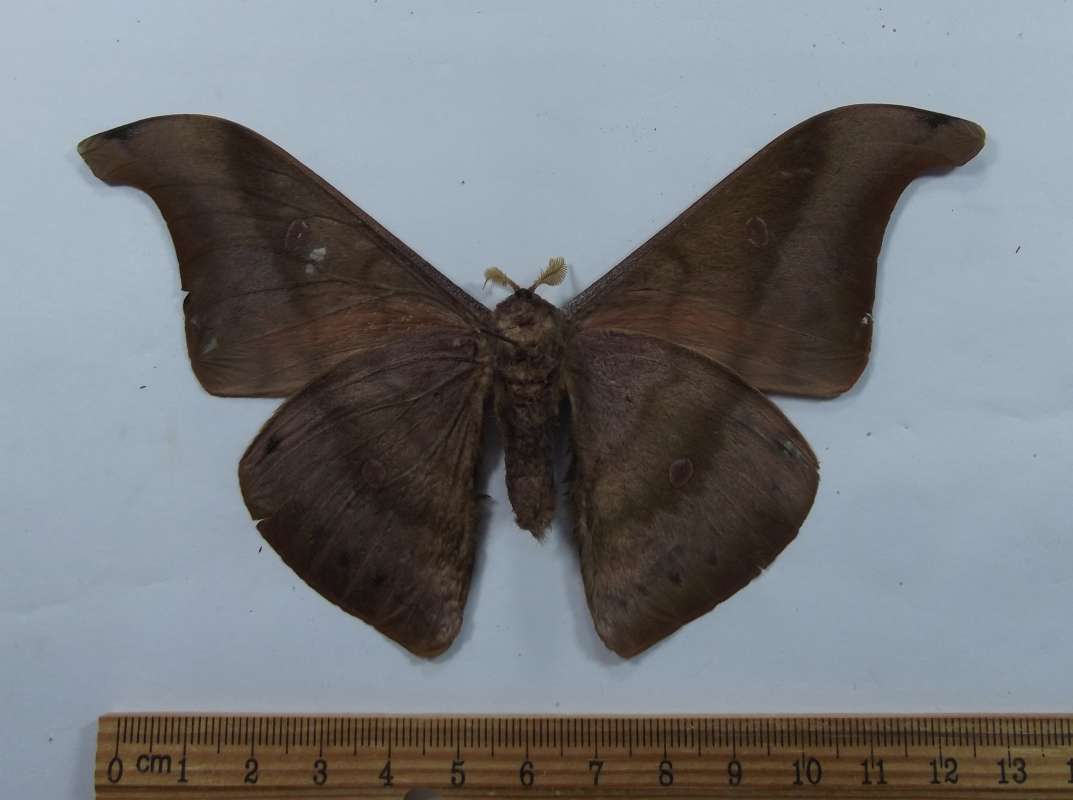 Male - Ventral View<br>(Origin of the Specimen: China, Sept 22, 1966)