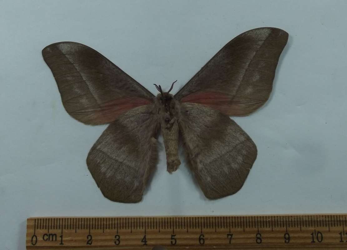 Male - Ventral View<br>(Origin of the Specimen: Uganda, May 2006)