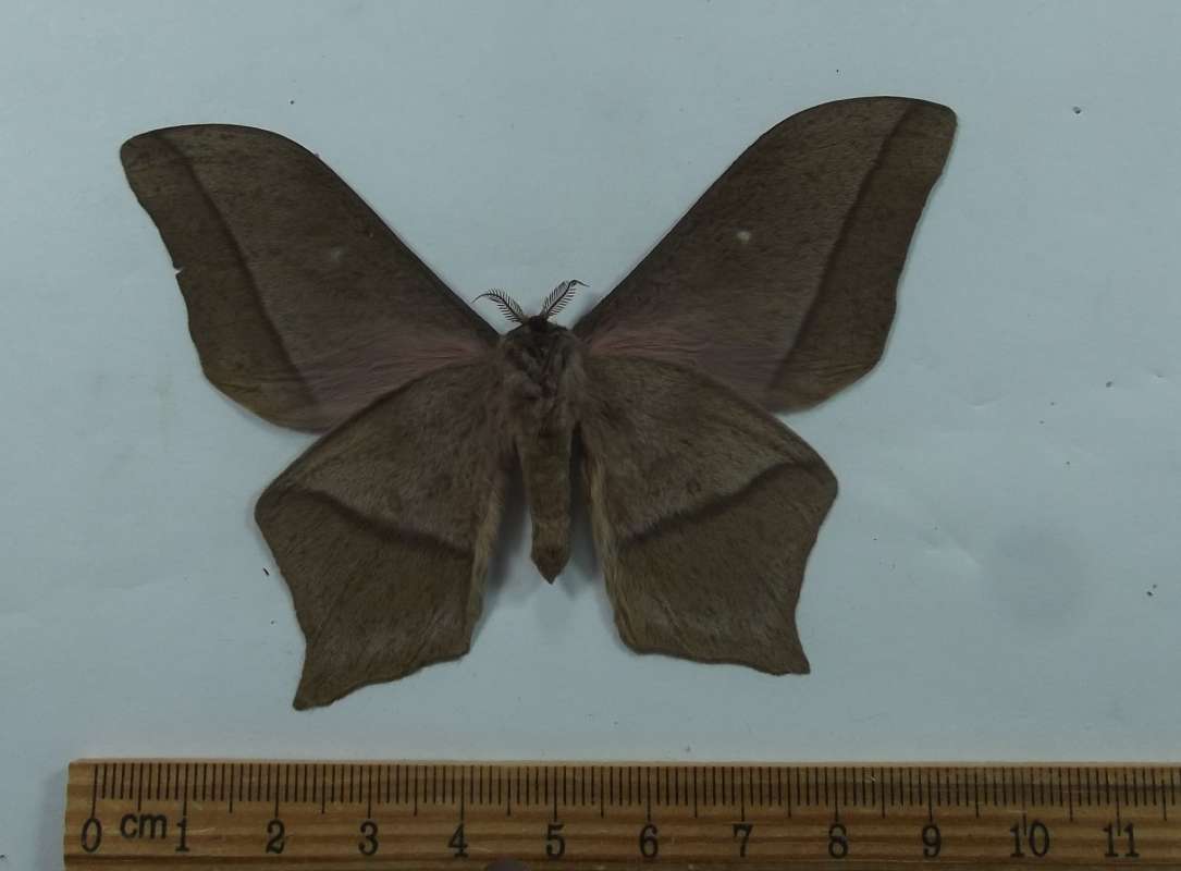 Male - Ventral View<br>(Origin of the Specimen: Central African Republic)