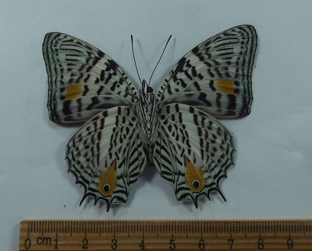 Female - Ventral View<br>(Origin of the Specimen: Esmeraldes, Ecuador, April 2002)