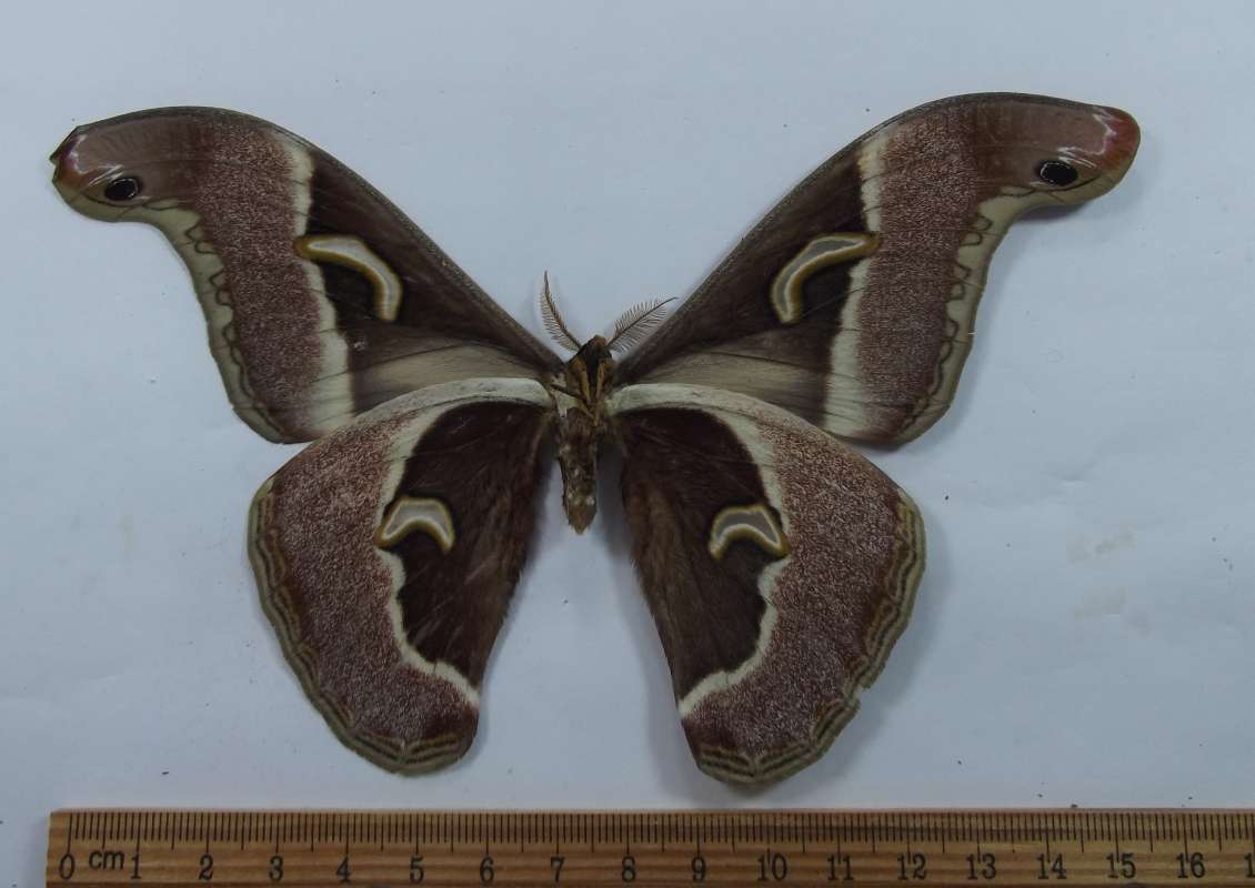 Male - Ventral View<br>(Origin of the Specimen: Uganda, June 1977)