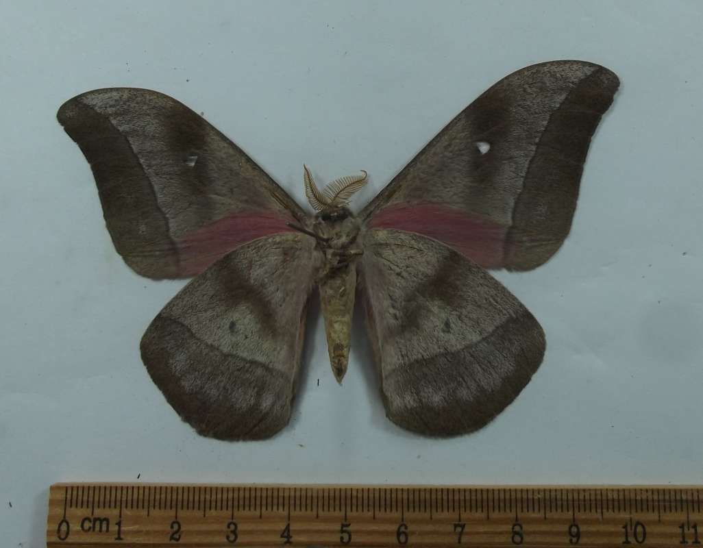 Male - Ventral<br>(Origin of the Specimen: Uganda, June 1977)