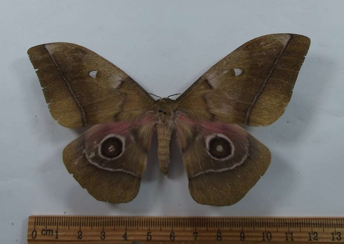 Female -Dorsal View<br>(Origin of the Specimen: Uganda, June 1977)