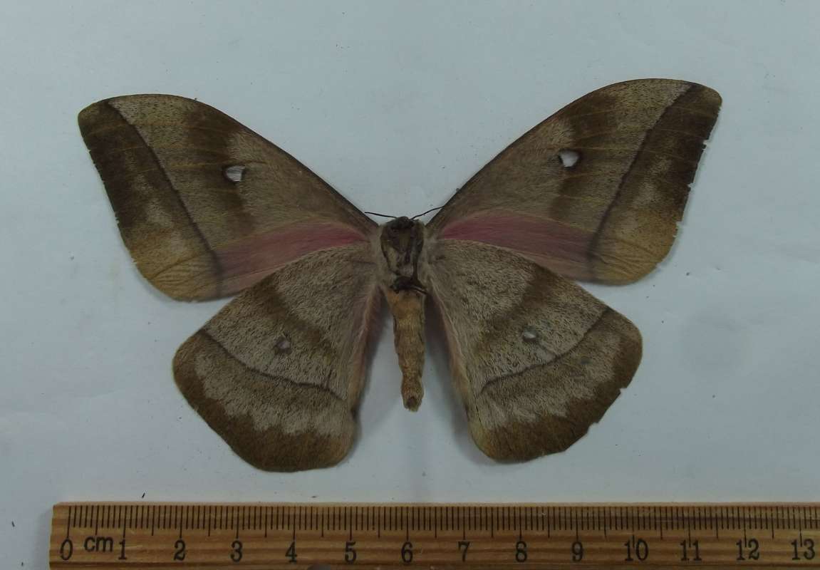 Female - Ventral View<br>(Origin of the Specimen: Uganda, June 1977)