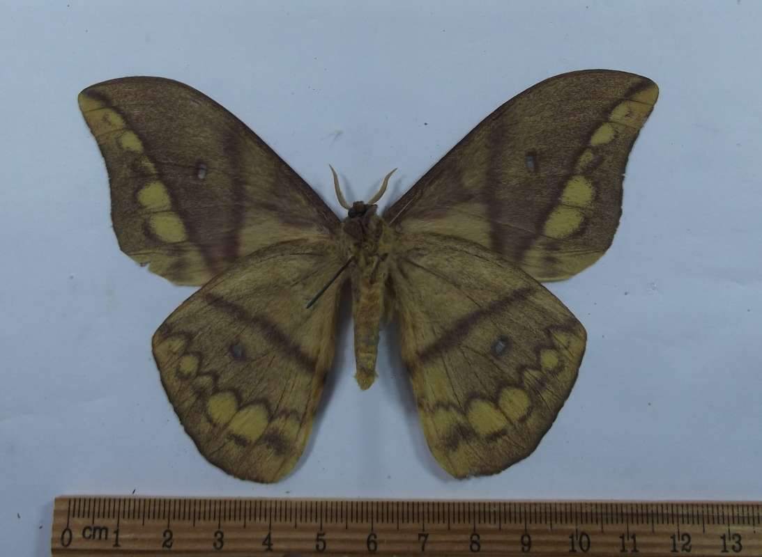 Male - Ventral View<br>(Origin of the Specimen: Uganda, June 1977)