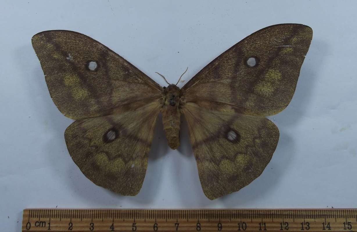 Female - Dorsal View<br>(Origin of the Specimen: Uganda, June 1977)